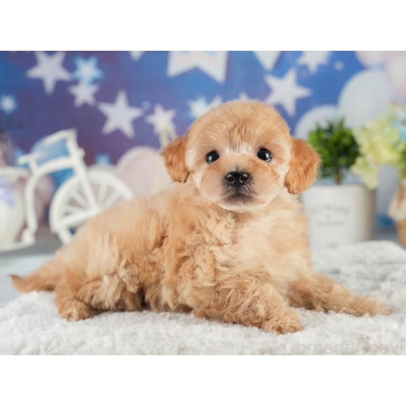 販売中の茨城県のトイプードル-452663の5枚目