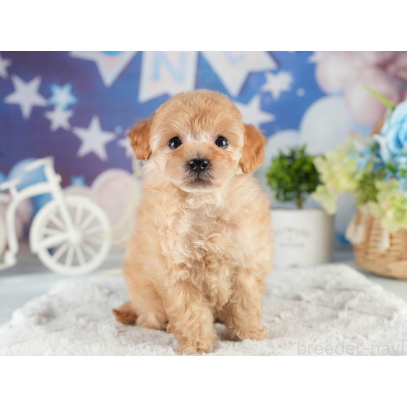 販売中の茨城県のトイプードル-452663の4枚目