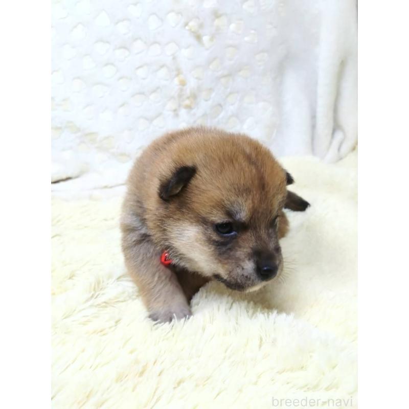 販売中の三重県の豆柴-452440の12枚目