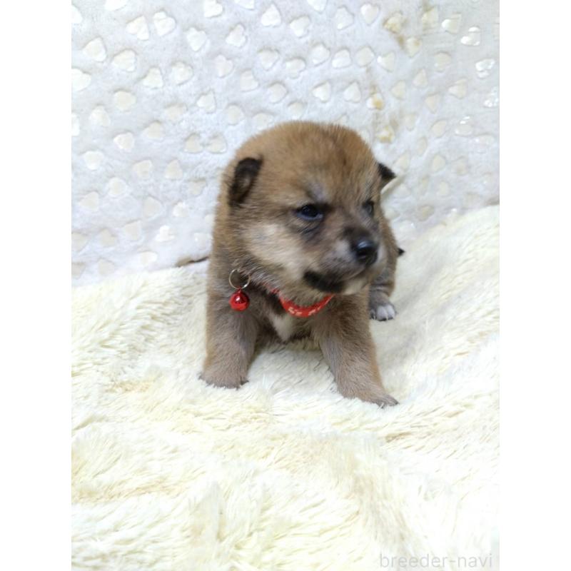 販売中の三重県の豆柴-452440の10枚目