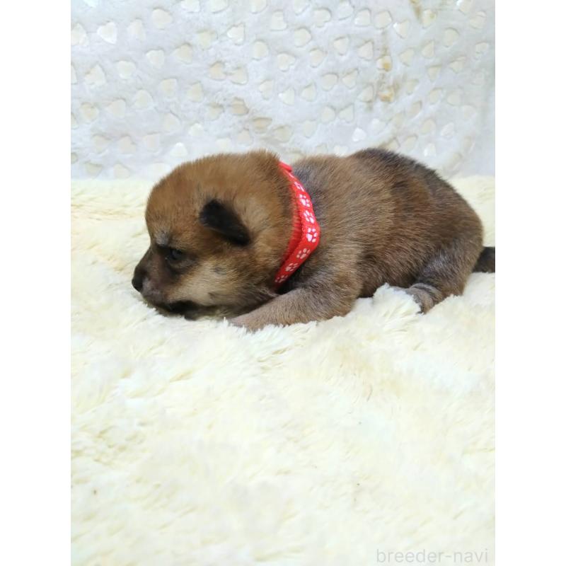 販売中の三重県の豆柴-452440の9枚目