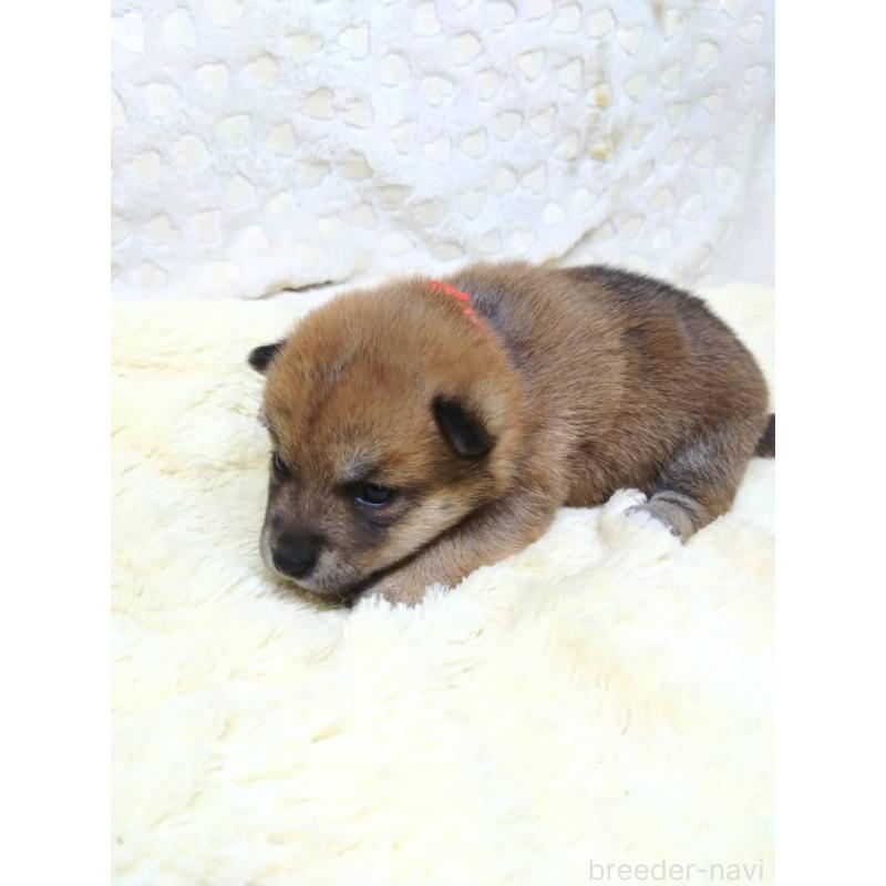 販売中の三重県の豆柴-452440の8枚目