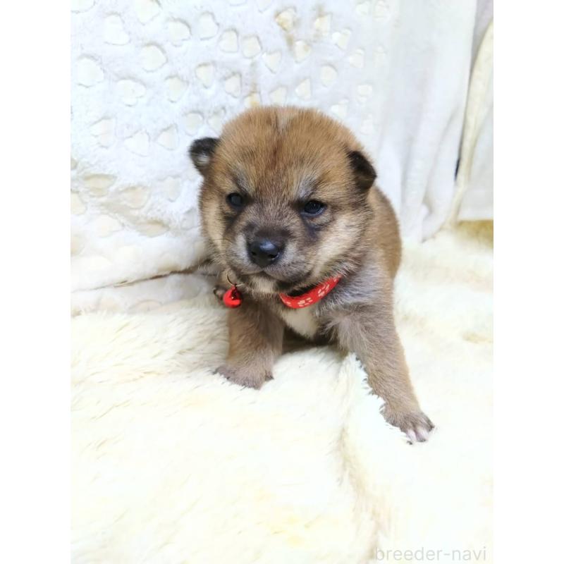 販売中の三重県の豆柴-452440の6枚目