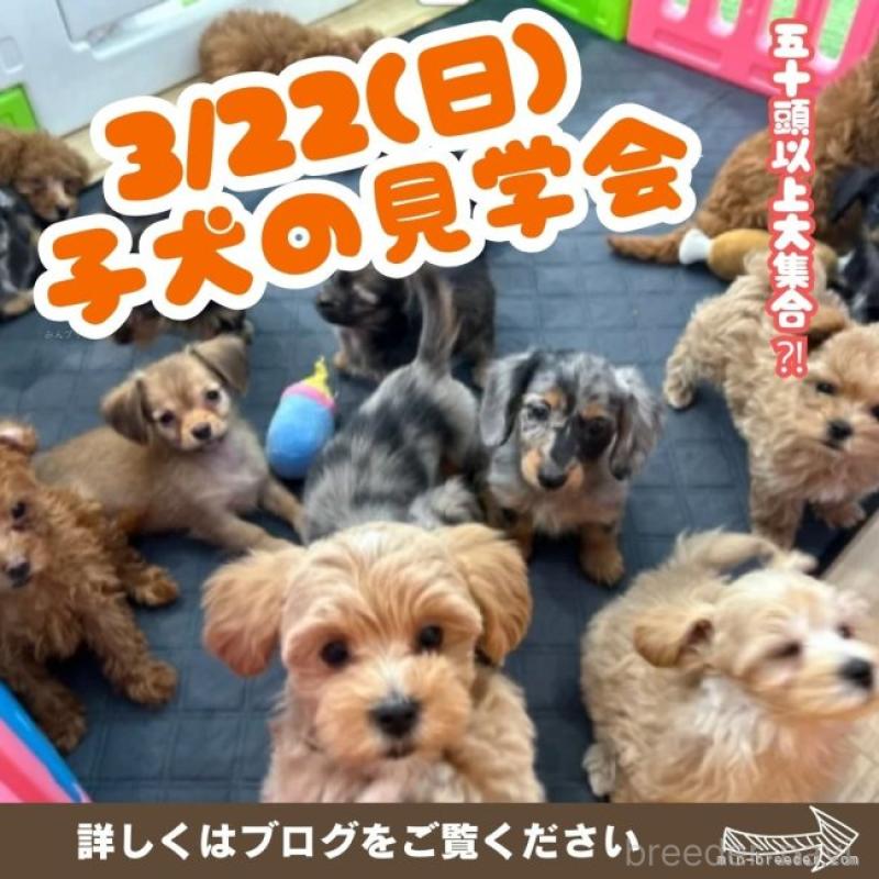 販売中の茨城県のトイプードル-452661の16枚目