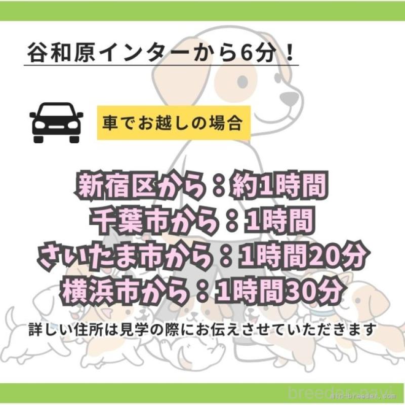 販売中の茨城県のトイプードル-452661の13枚目
