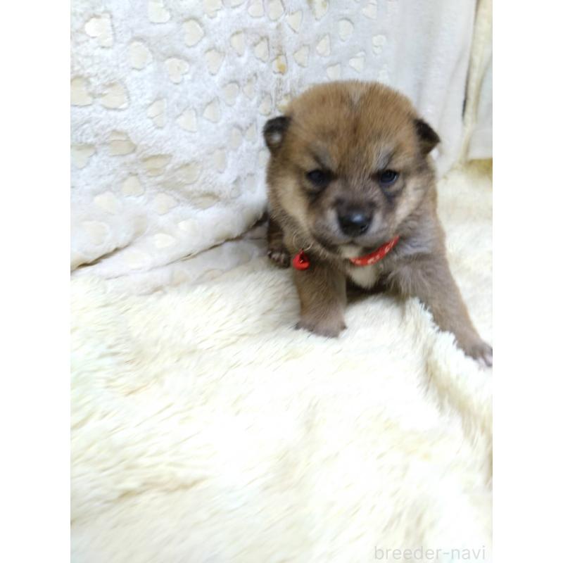 販売中の三重県の豆柴-452440の5枚目