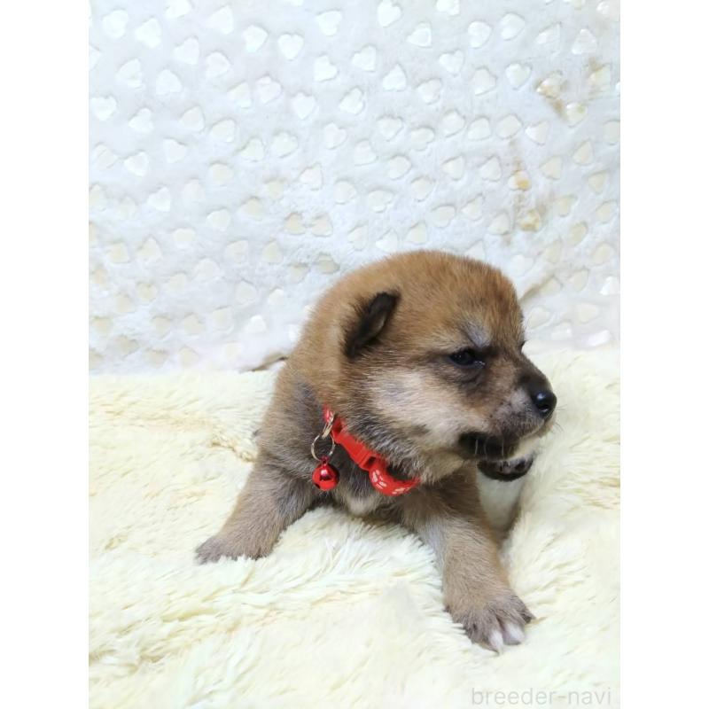 販売中の三重県の豆柴-452440の4枚目