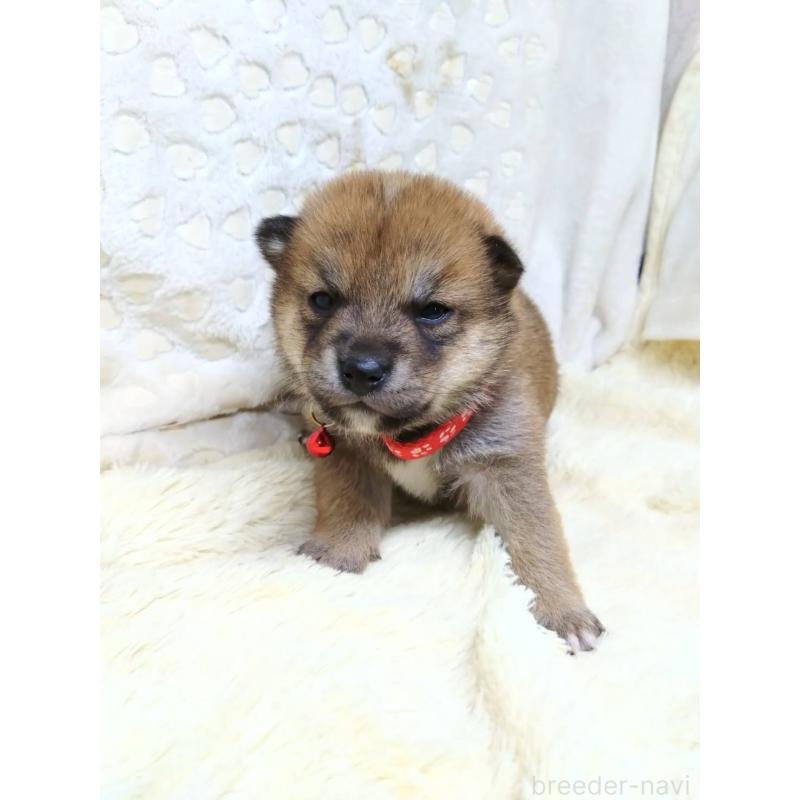 販売中の三重県の豆柴-452440の3枚目