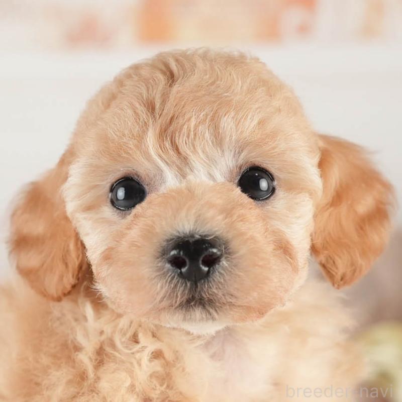 販売中の茨城県のトイプードル-452661の9枚目