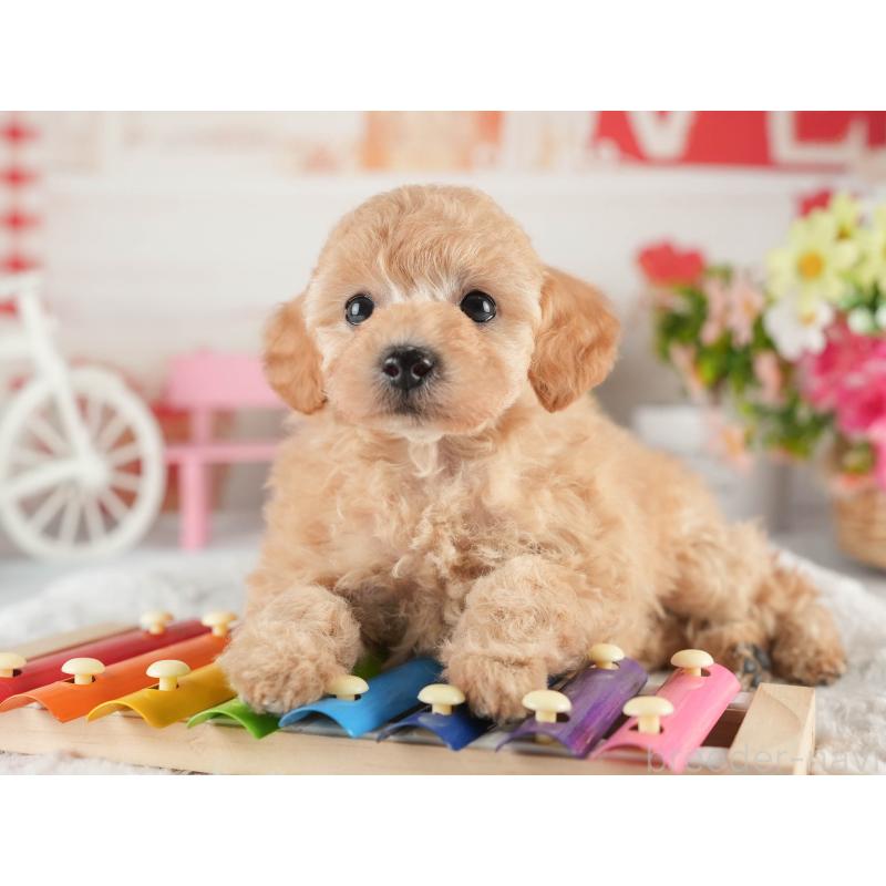 販売中の茨城県のトイプードル-452661の8枚目