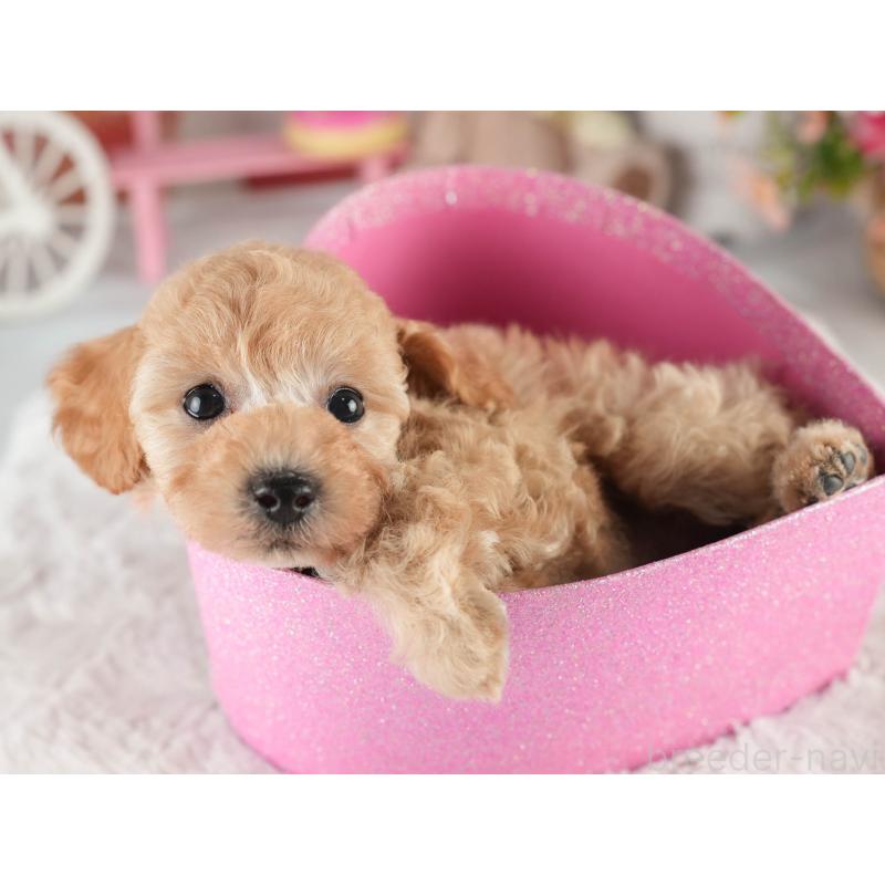 販売中の茨城県のトイプードル-452661の7枚目