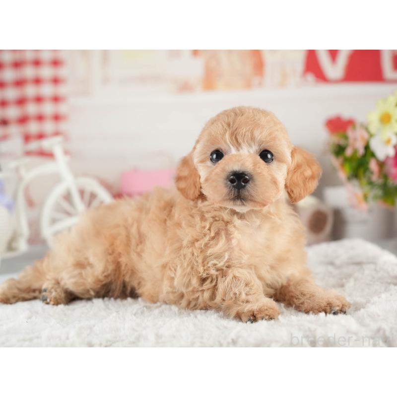 販売中の茨城県のトイプードル-452661の6枚目