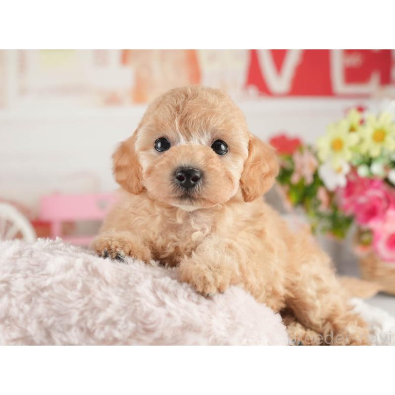 販売中の茨城県のトイプードル-452661の5枚目