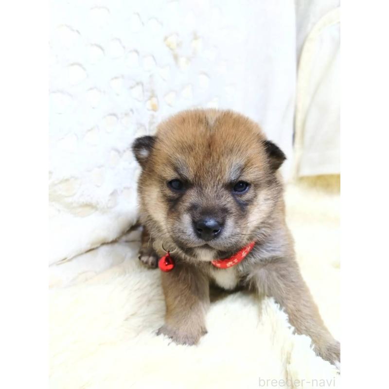 販売中の三重県の豆柴-452440の2枚目