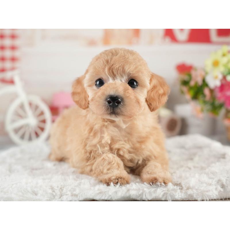 販売中の茨城県のトイプードル-452661の4枚目