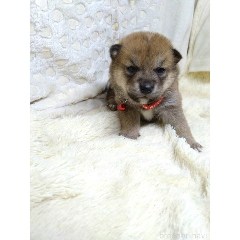 販売中の三重県の豆柴-452440