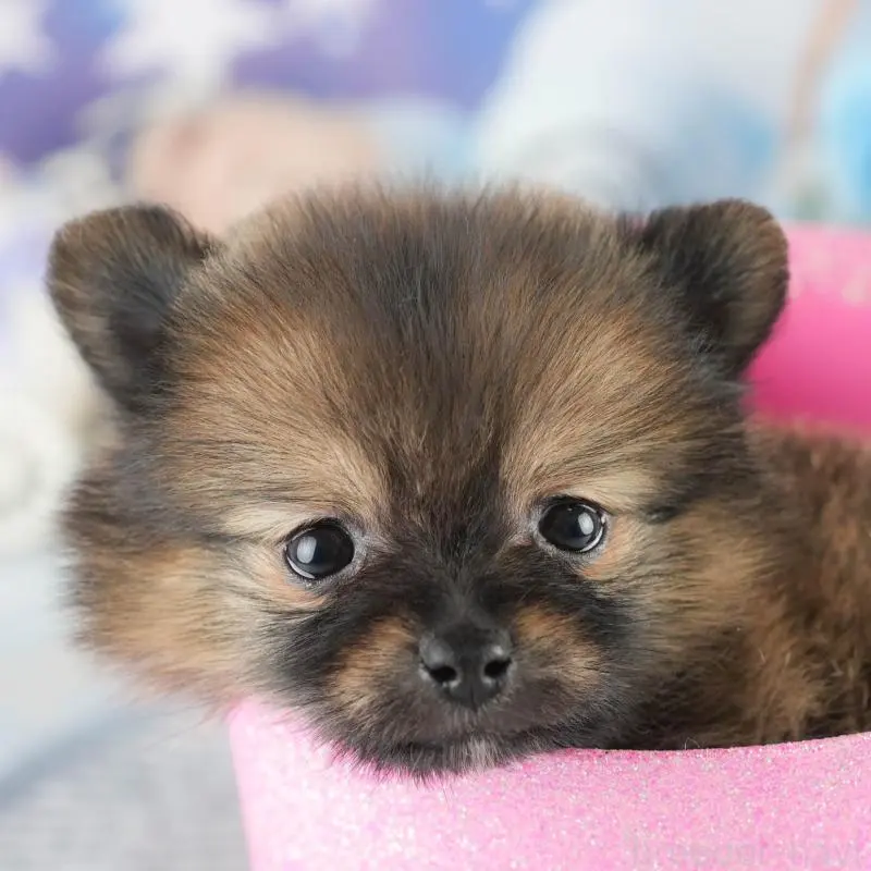 ♀︎ポメラニアン