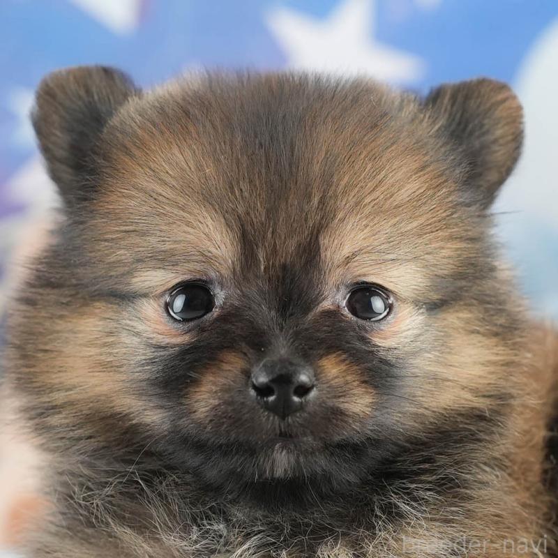 販売中の茨城県のポメラニアン-452660の9枚目