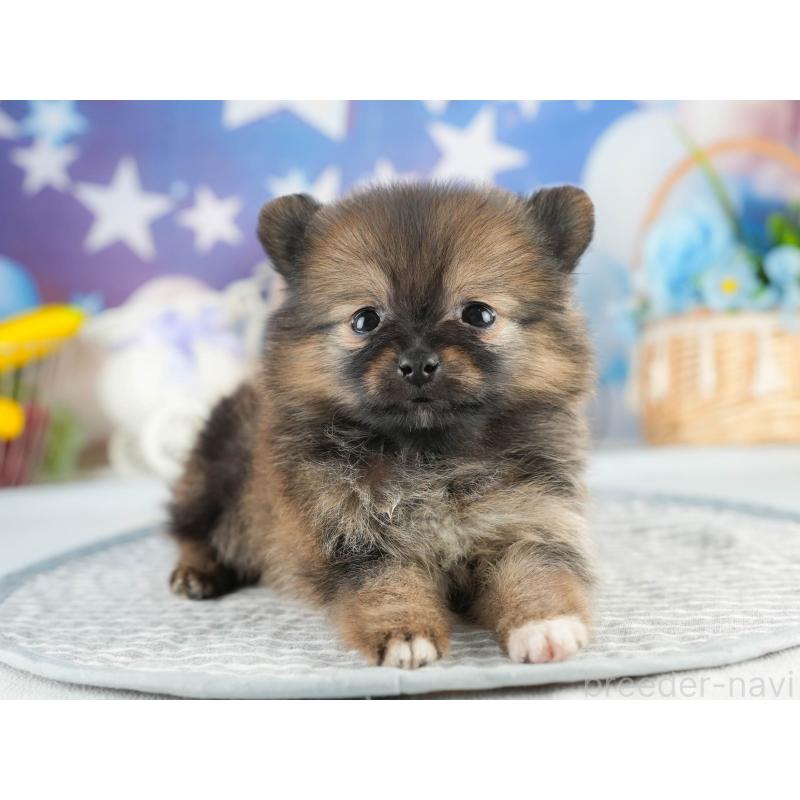 販売中の茨城県のポメラニアン-452660の8枚目