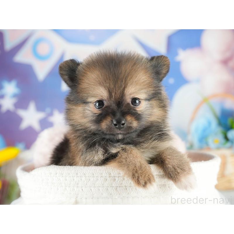 販売中の茨城県のポメラニアン-452660の7枚目