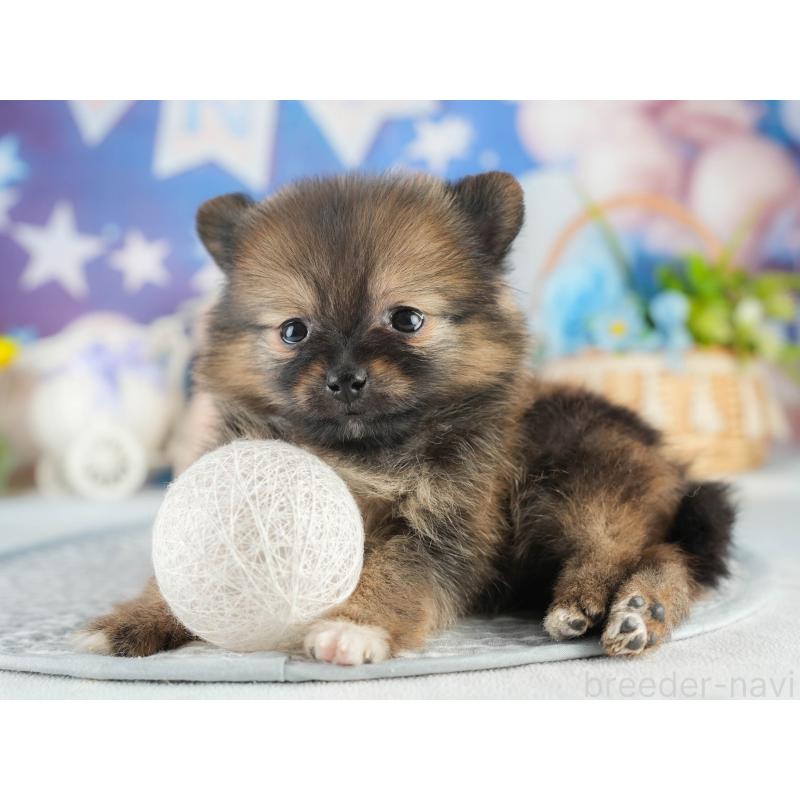 販売中の茨城県のポメラニアン-452660の6枚目