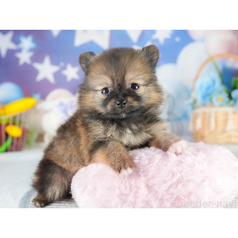 販売中の茨城県のポメラニアン-452660の5枚目