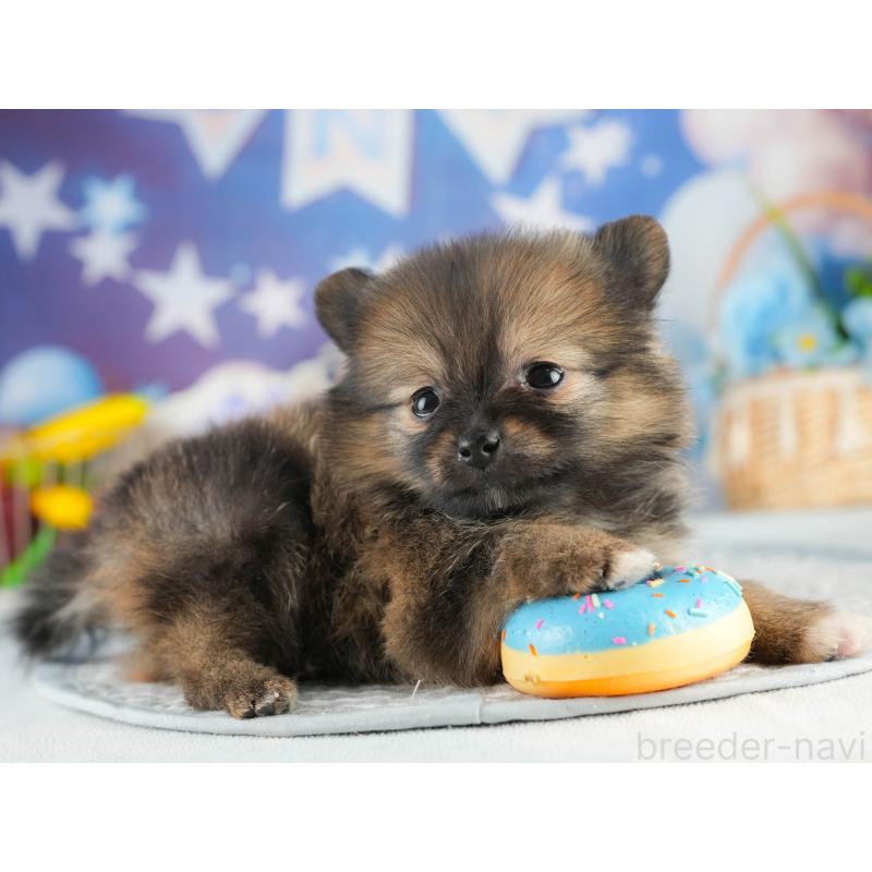 販売中の茨城県のポメラニアン-452660の4枚目