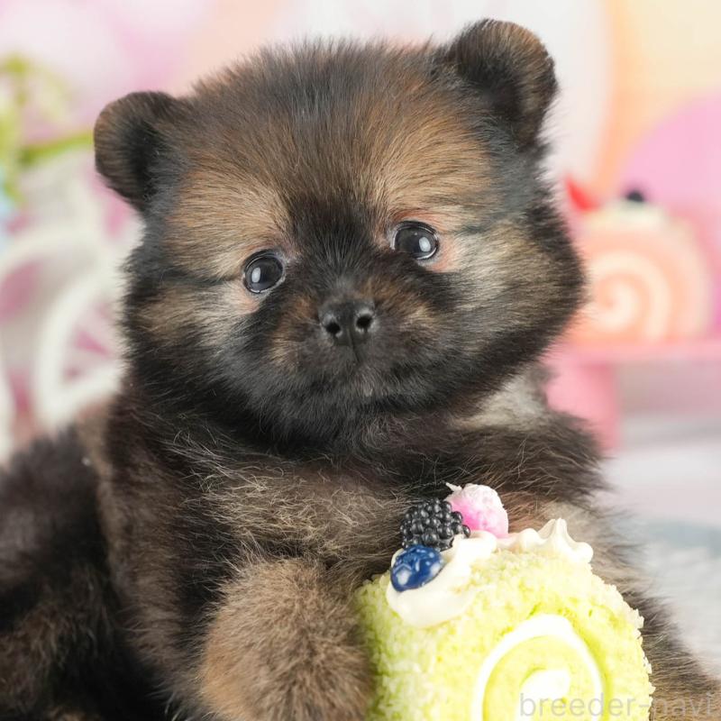 販売中の茨城県のポメラニアン-452658の9枚目