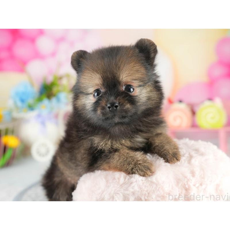 販売中の茨城県のポメラニアン-452658の8枚目