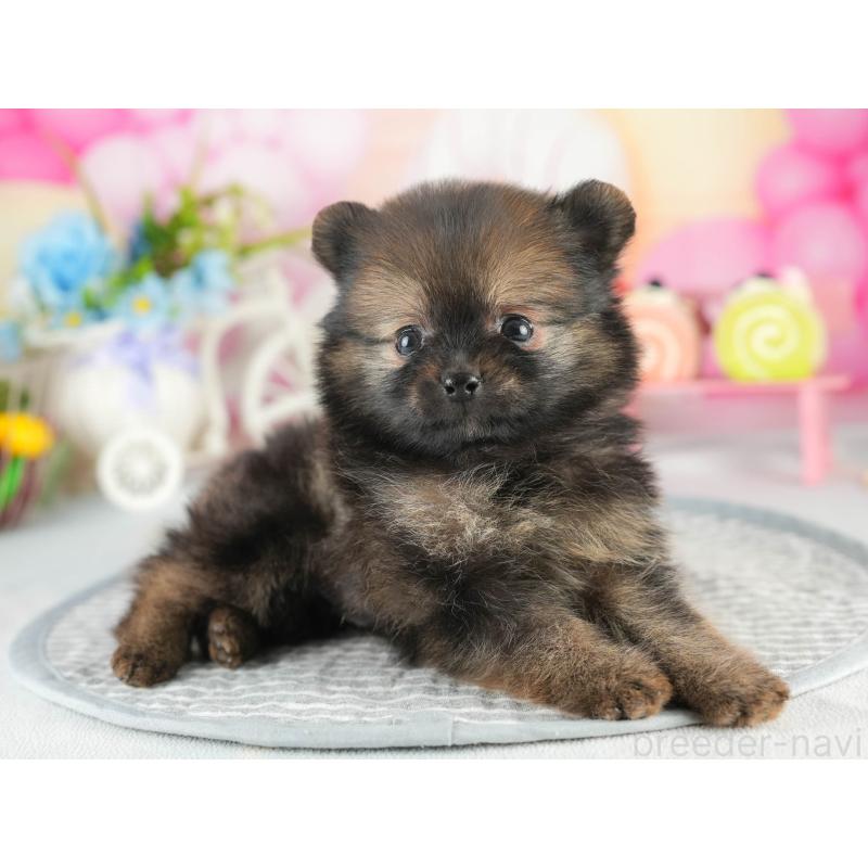 販売中の茨城県のポメラニアン-452658の7枚目