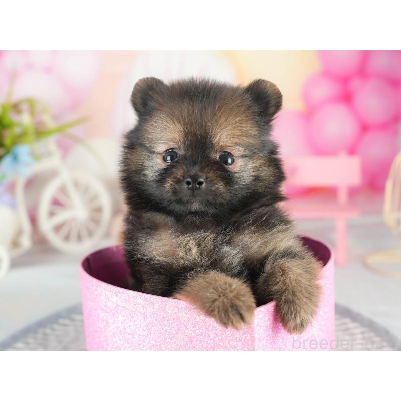 販売中の茨城県のポメラニアン-452658の5枚目