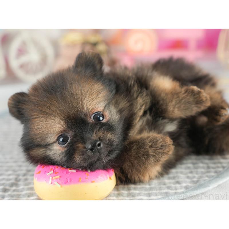 販売中の茨城県のポメラニアン-452658の4枚目