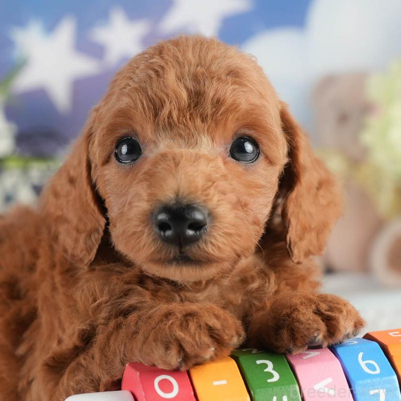 販売中の茨城県のトイプードル-452655の9枚目