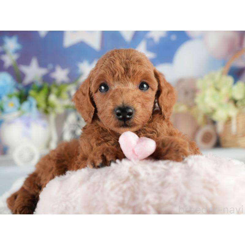 販売中の茨城県のトイプードル-452655の8枚目