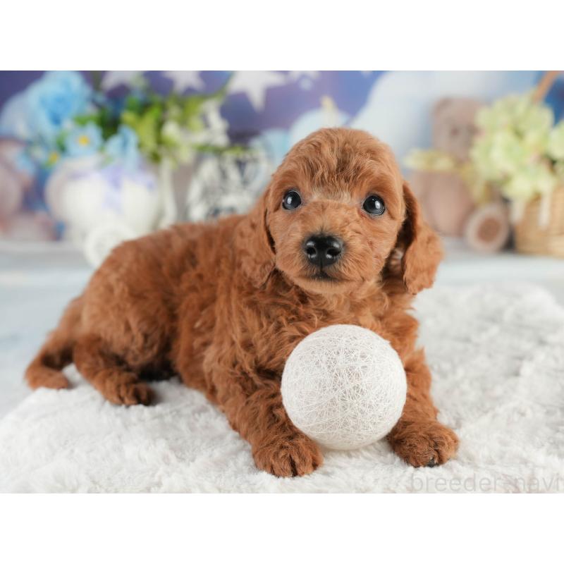 販売中の茨城県のトイプードル-452655の7枚目