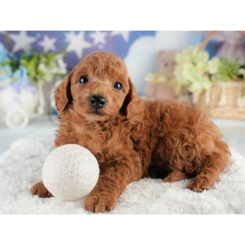 販売中の茨城県のトイプードル-452655の6枚目