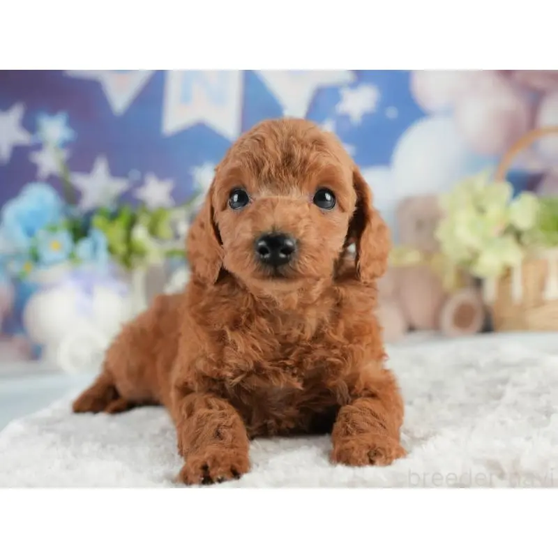 販売中の茨城県のトイプードル-452655の5枚目