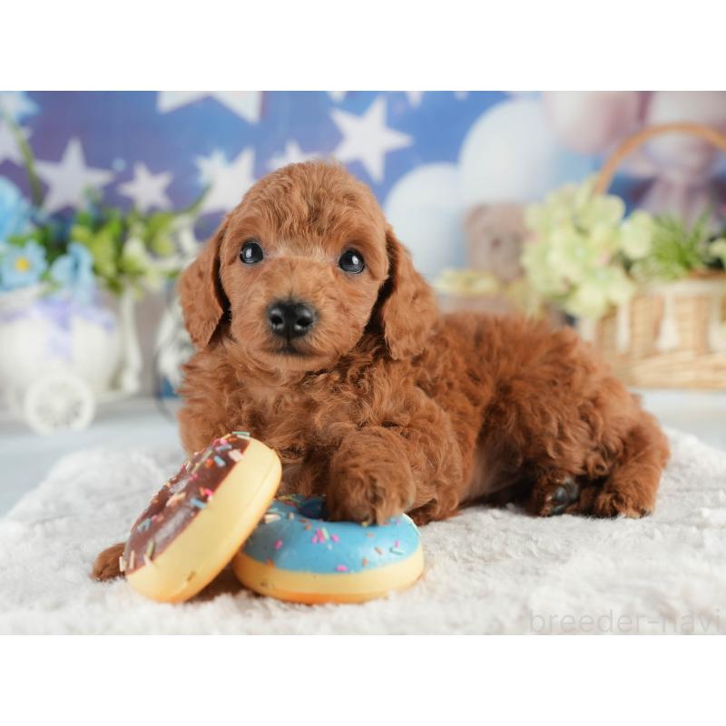 販売中の茨城県のトイプードル-452655の4枚目