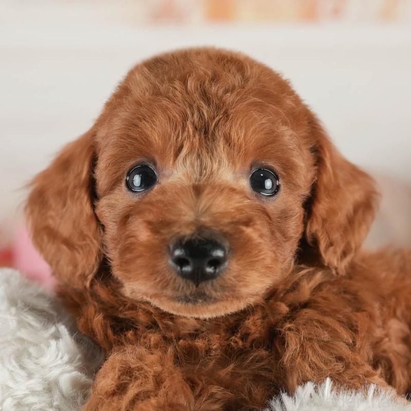 ♂︎トイプードル