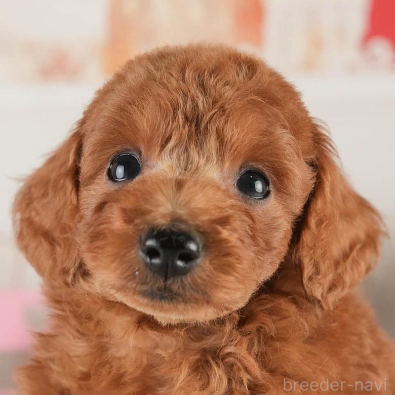 販売中の茨城県のトイプードル-452654の9枚目