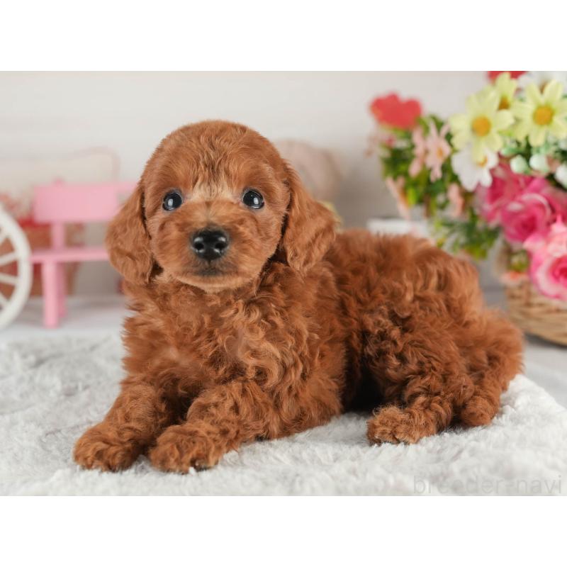 販売中の茨城県のトイプードル-452654の8枚目