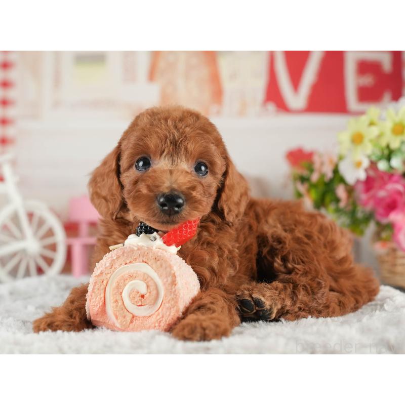 販売中の茨城県のトイプードル-452654の6枚目