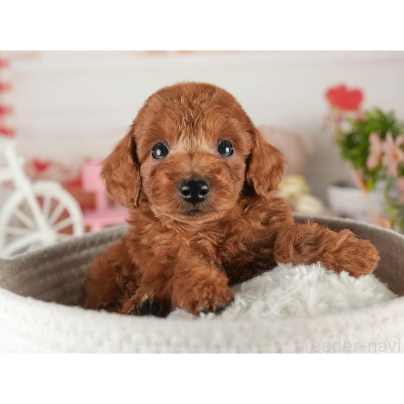 販売中の茨城県のトイプードル-452654の5枚目