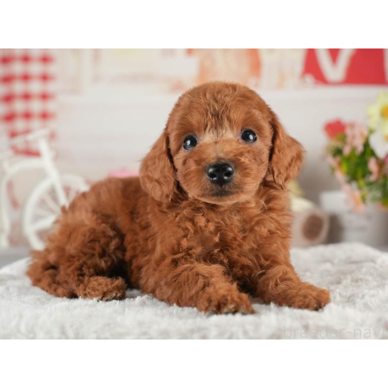 販売中の茨城県のトイプードル-452654の4枚目