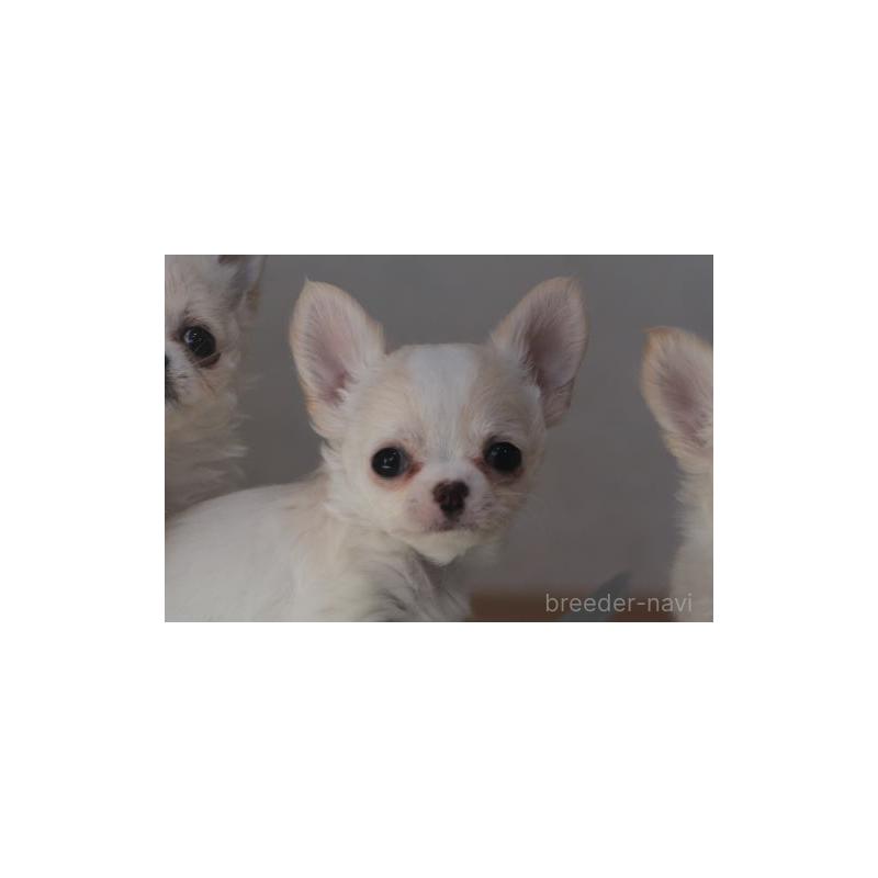 販売中の千葉県のチワワ(ロングコート)-452441の4枚目