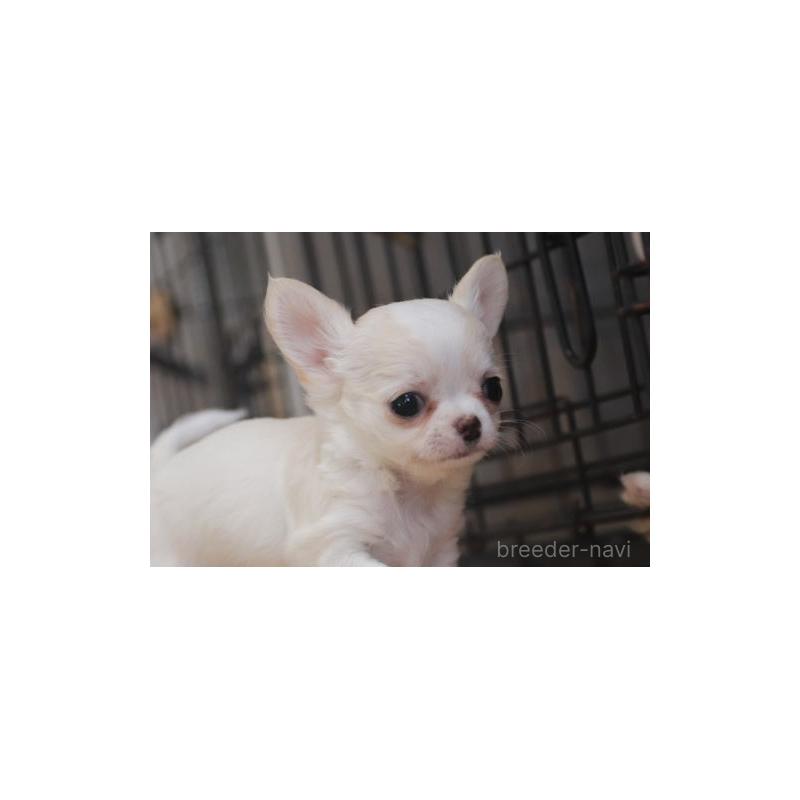 販売中の千葉県のチワワ(ロングコート)-452441の3枚目