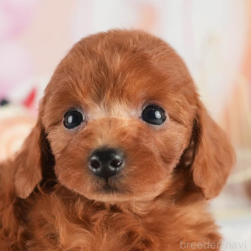 ♀︎トイプードル