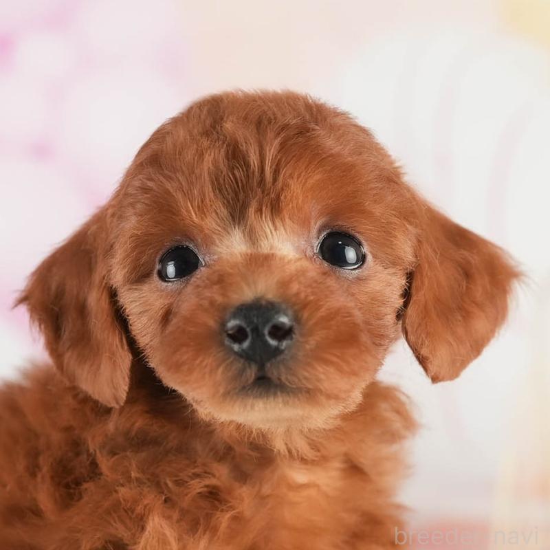 販売中の茨城県のトイプードル-452652の9枚目