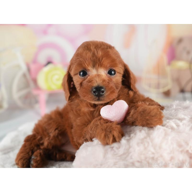 販売中の茨城県のトイプードル-452652の8枚目