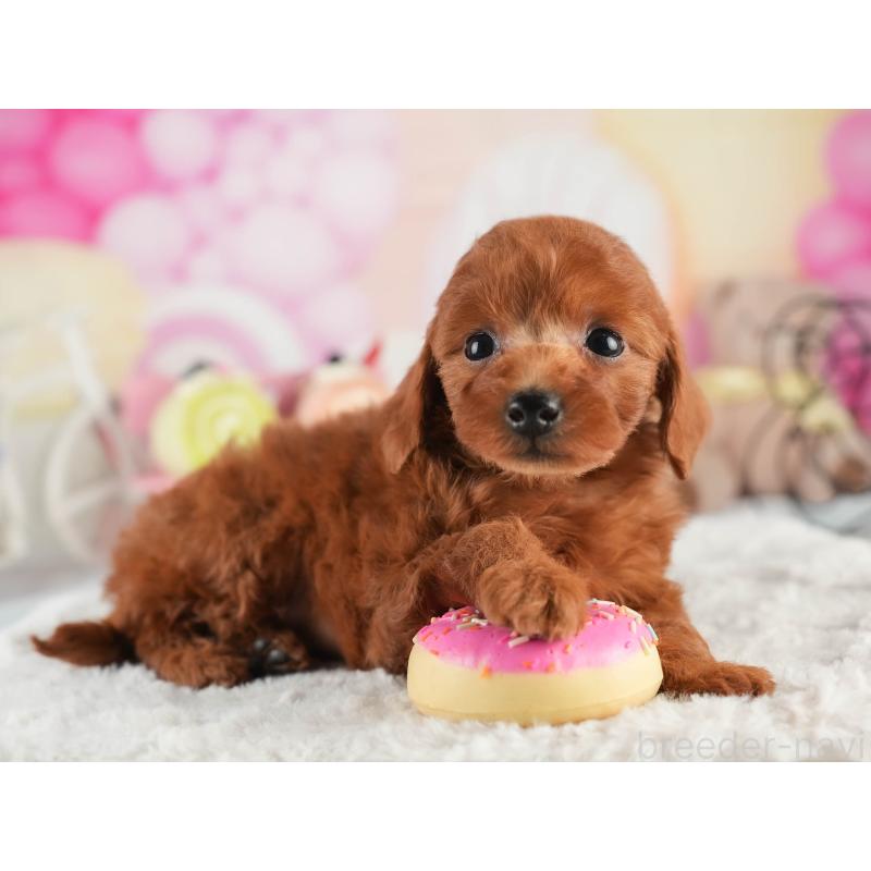 販売中の茨城県のトイプードル-452652の6枚目